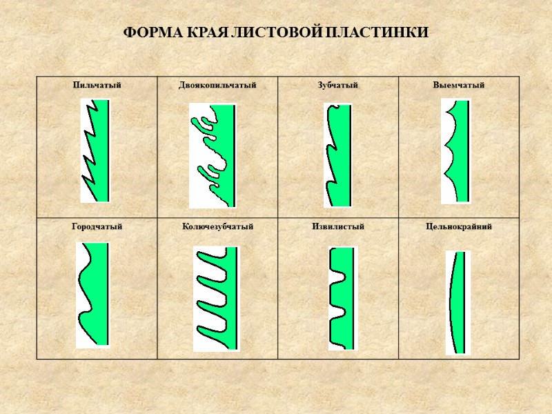 ФОРМА КРАЯ ЛИСТОВОЙ ПЛАСТИНКИ